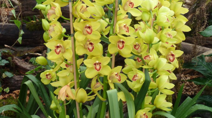 Orchideen zaubern Farbe in den Wohnbereich